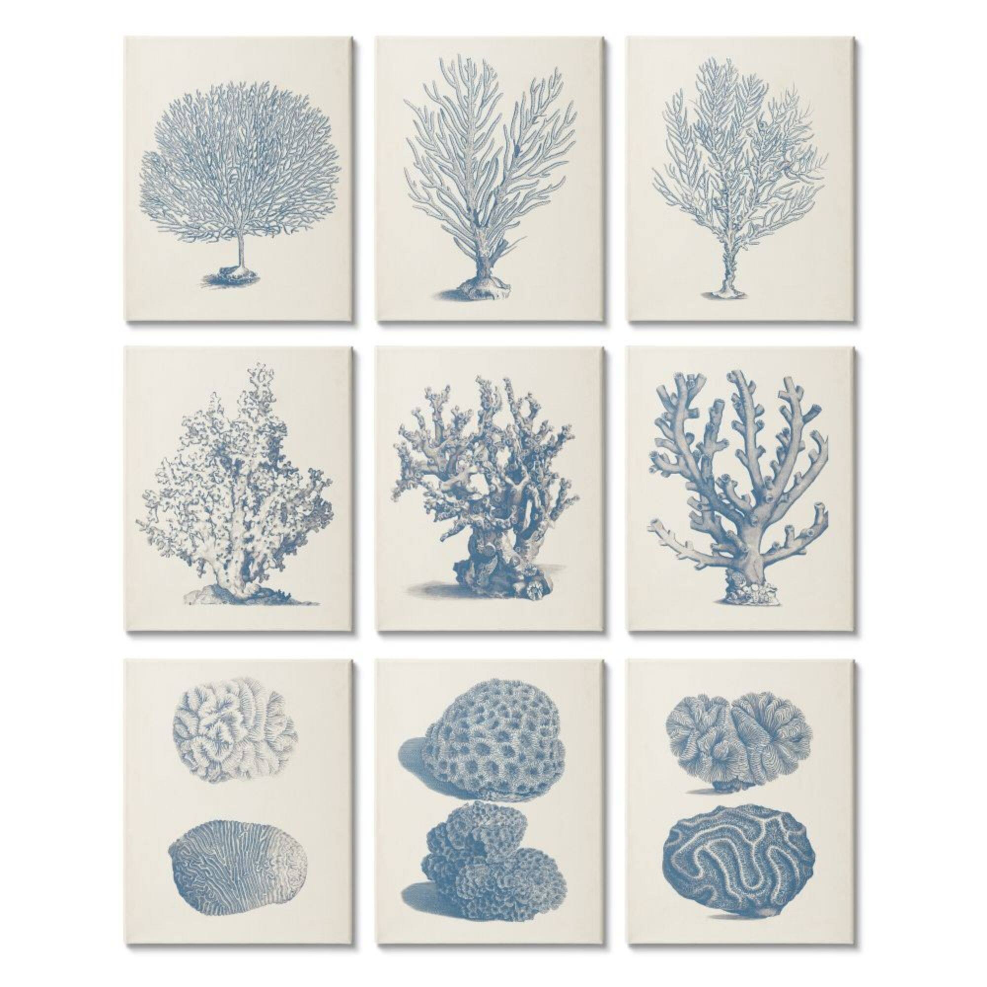 Stupell Industries Soft Blue Nautical Coral Illustrations over Beige,11' x 14"